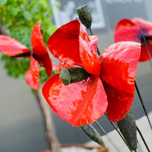 Coquelicot géant